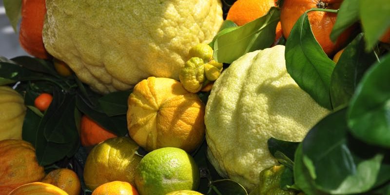 Zitrusvielfalt Zitrustage