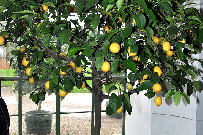 Citrus x limon