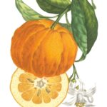 Großfrüchtige Bitterorange