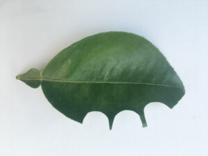 Wer frisst an meinem Blatt