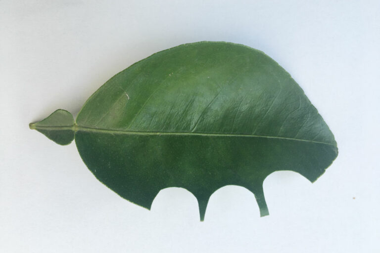 Wer frisst an meinem Blatt Wer frisst an meinem Blatt