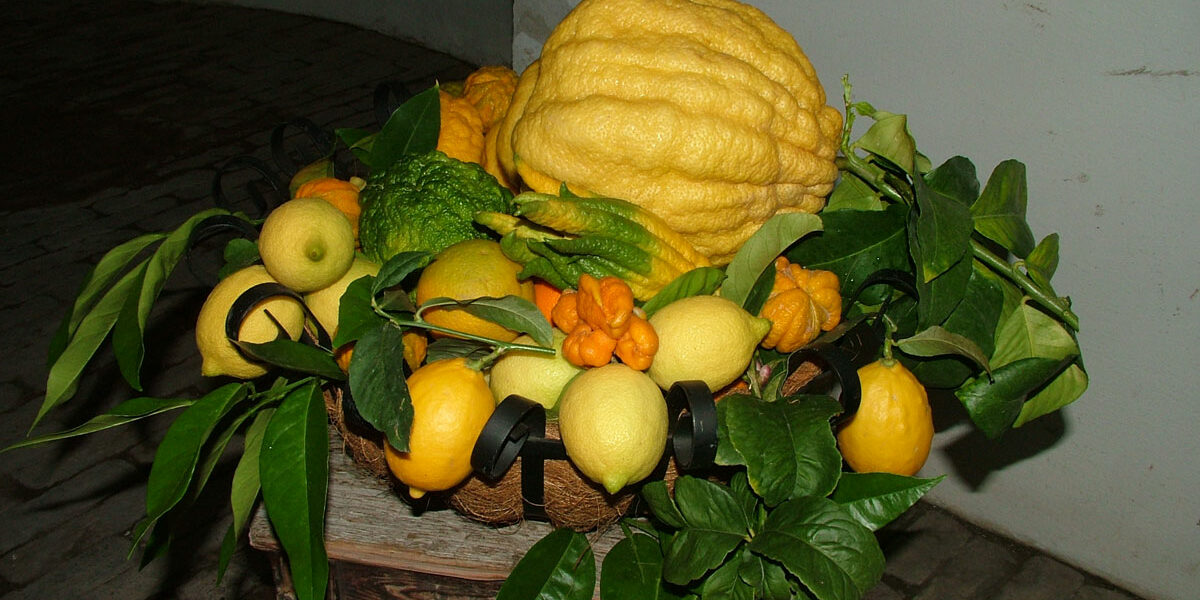 Zitrusfloristik