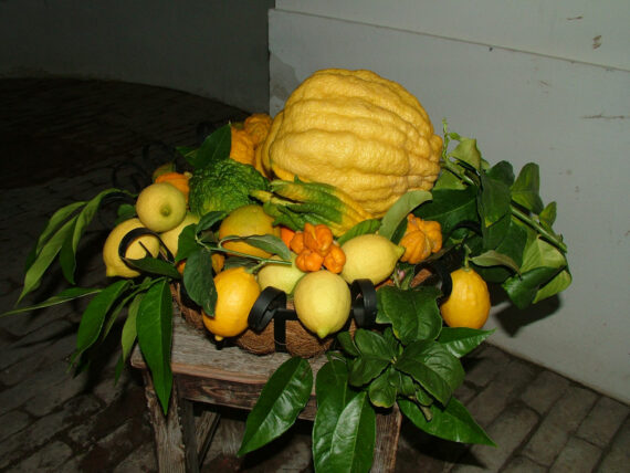 Zitrusfloristik Zitrusfloristik