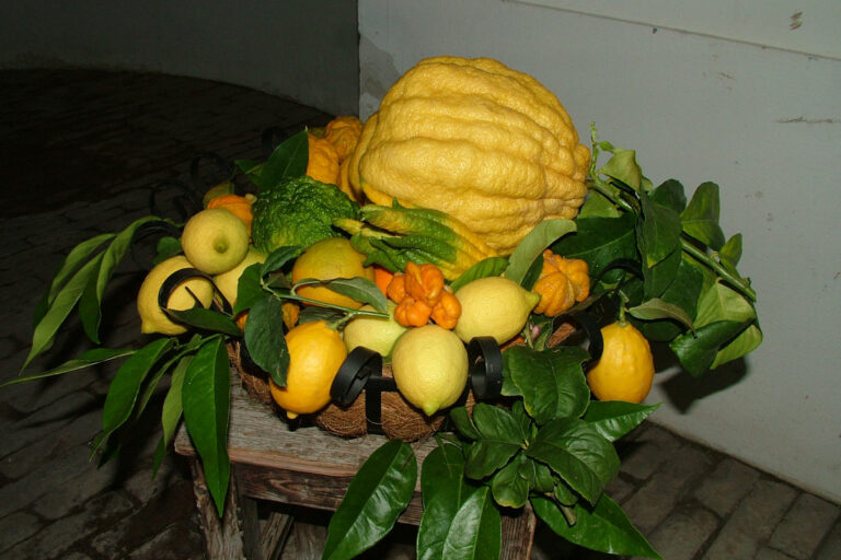 Zitrusfloristik Zitrusfloristik