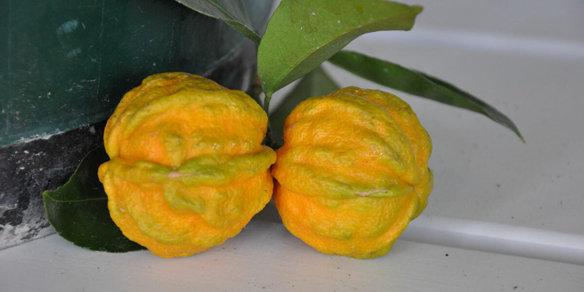 Citrus x aurantium ‚Canaliculata‘ Citrus x aurantium 'Canaliculata'