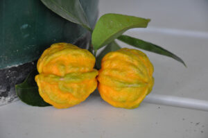 Citrus x aurantium 'Canaliculata'