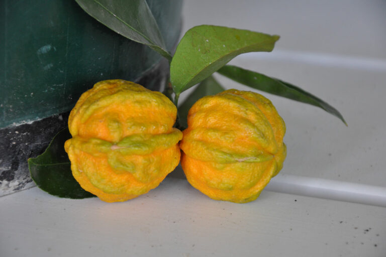 Citrus x aurantium ‚Canaliculata‘ Citrus x aurantium 'Canaliculata'
