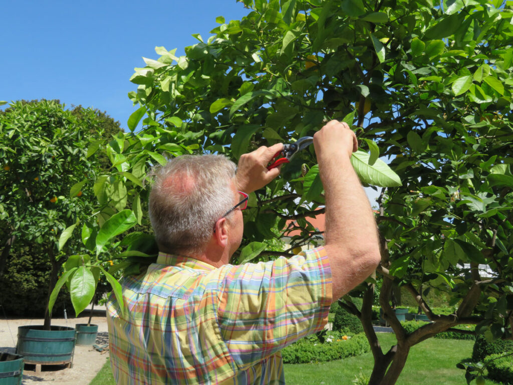 Heimo Karner schneidet einen Zitrusbaum